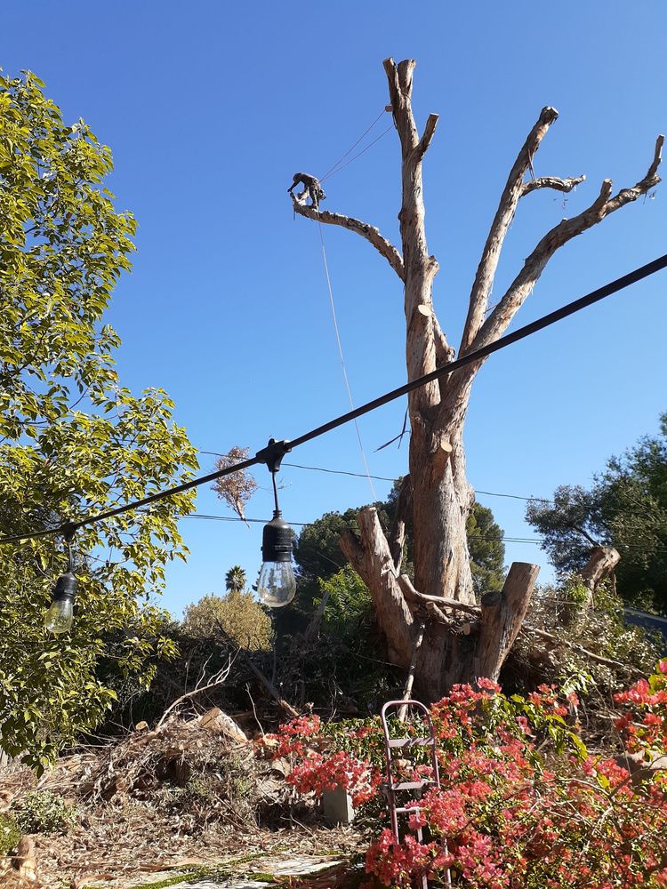 Tree trimming project by Juan's Gardening Service